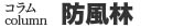 コラム　防風林