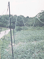 sukasyo.gif