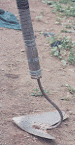 sukohen.gif