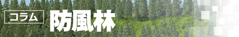 コラム防風林